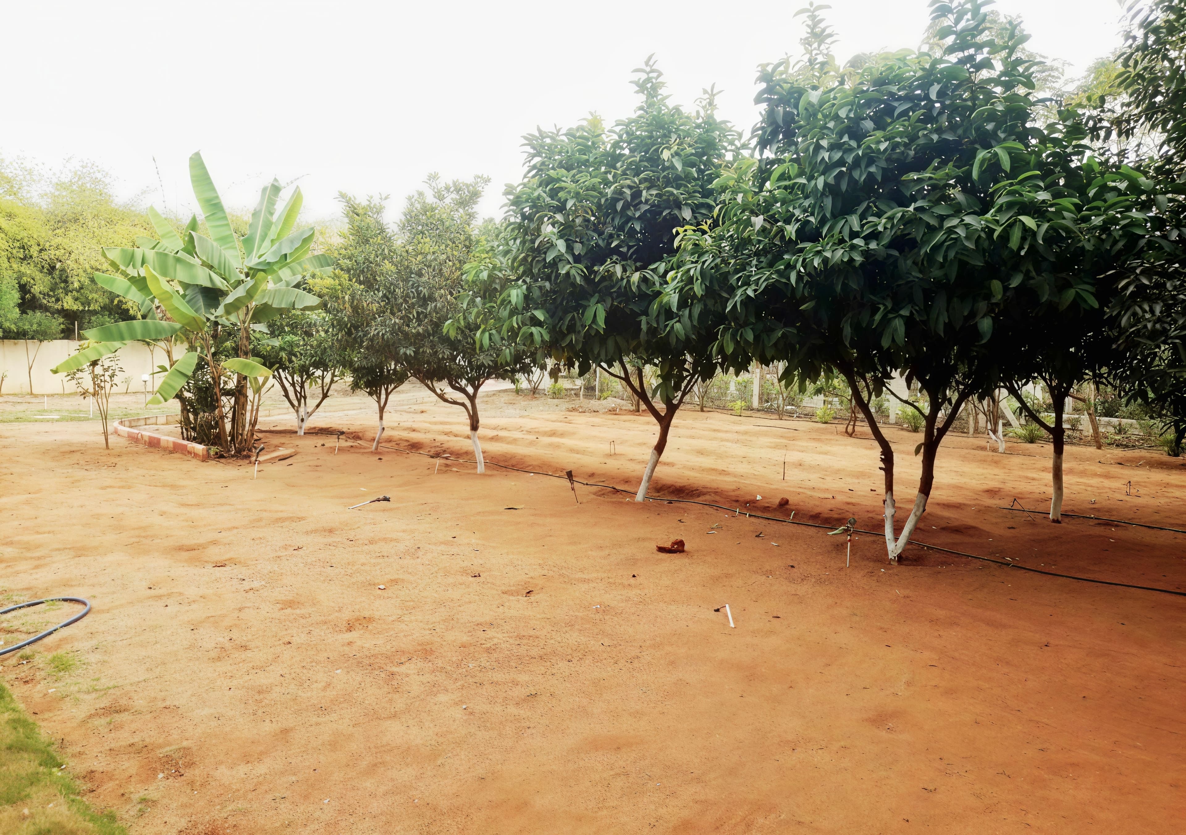 Trees Area